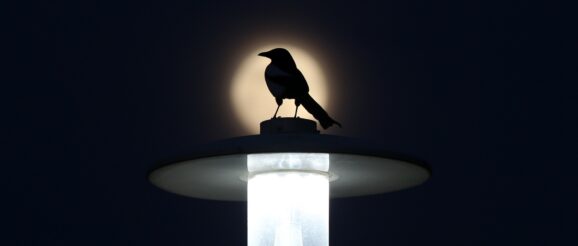 Artificial light has essentially lengthened birds’ day